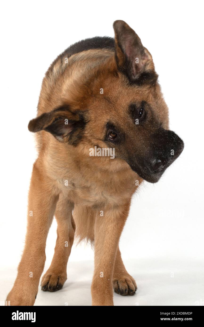 CHIEN. Berger allemand, secouant la tête, l'eau, Banque D'Images