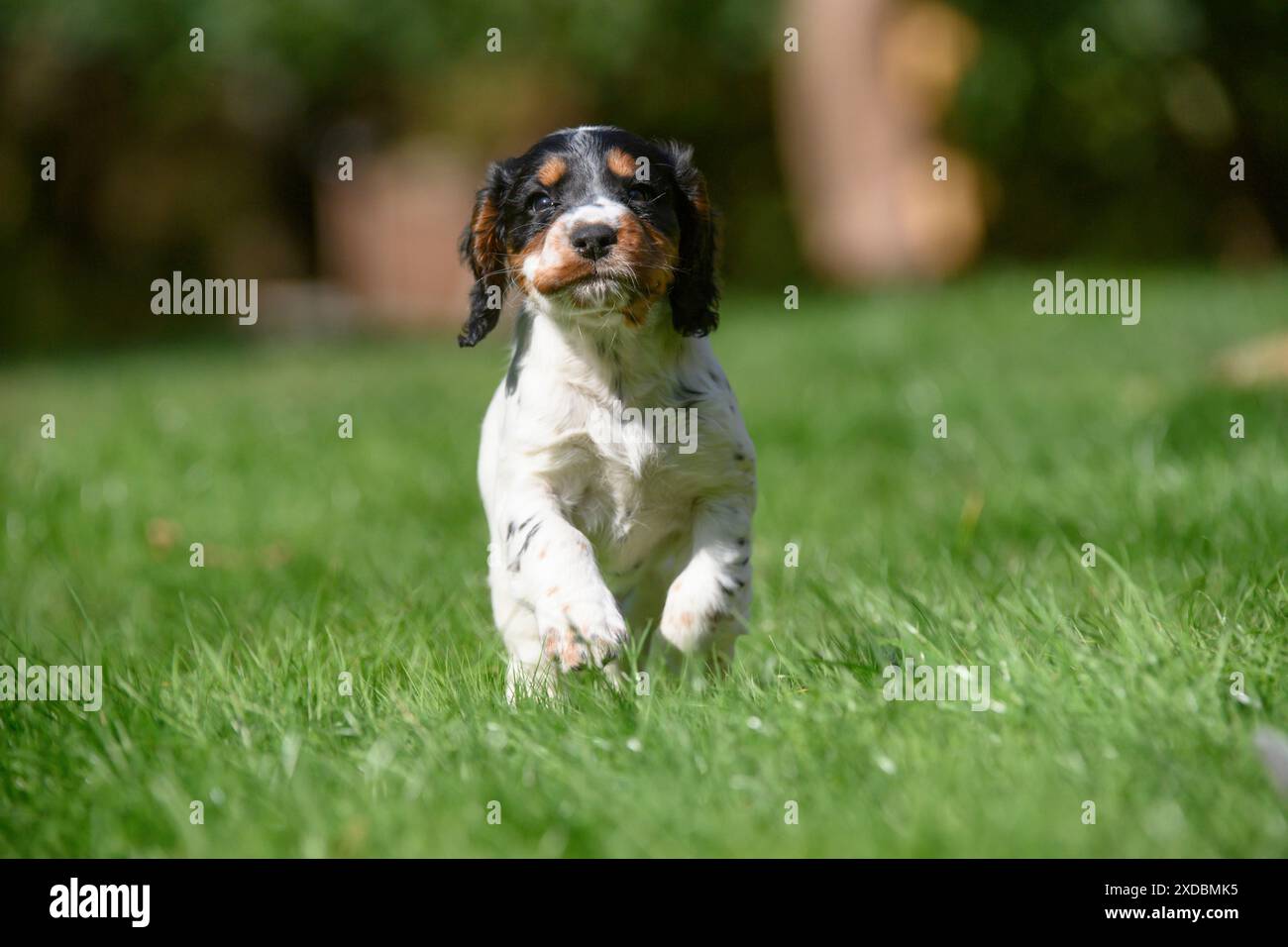 Chien. Cocker Spaniel chiot , tricolore (7 semaines Banque D'Images