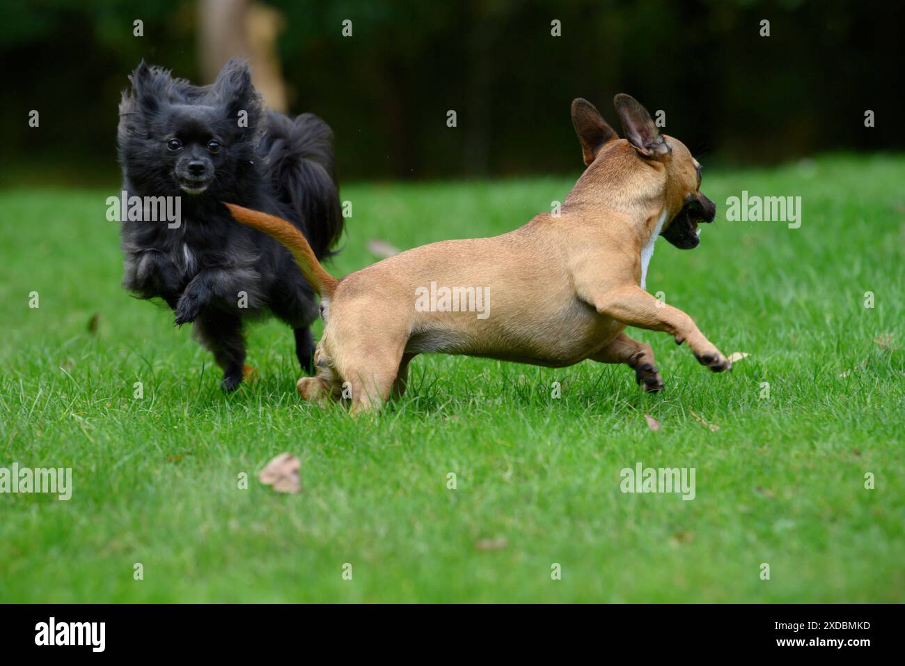 CHIEN, bouledogue français X Chihuahua, courant dans un jardin Banque D'Images