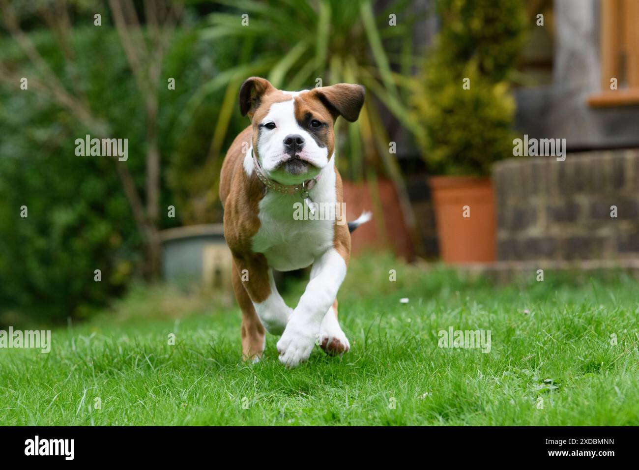 CHIEN. Bulldog X Breed, chiot de 16 semaines courant à la caméra Banque D'Images