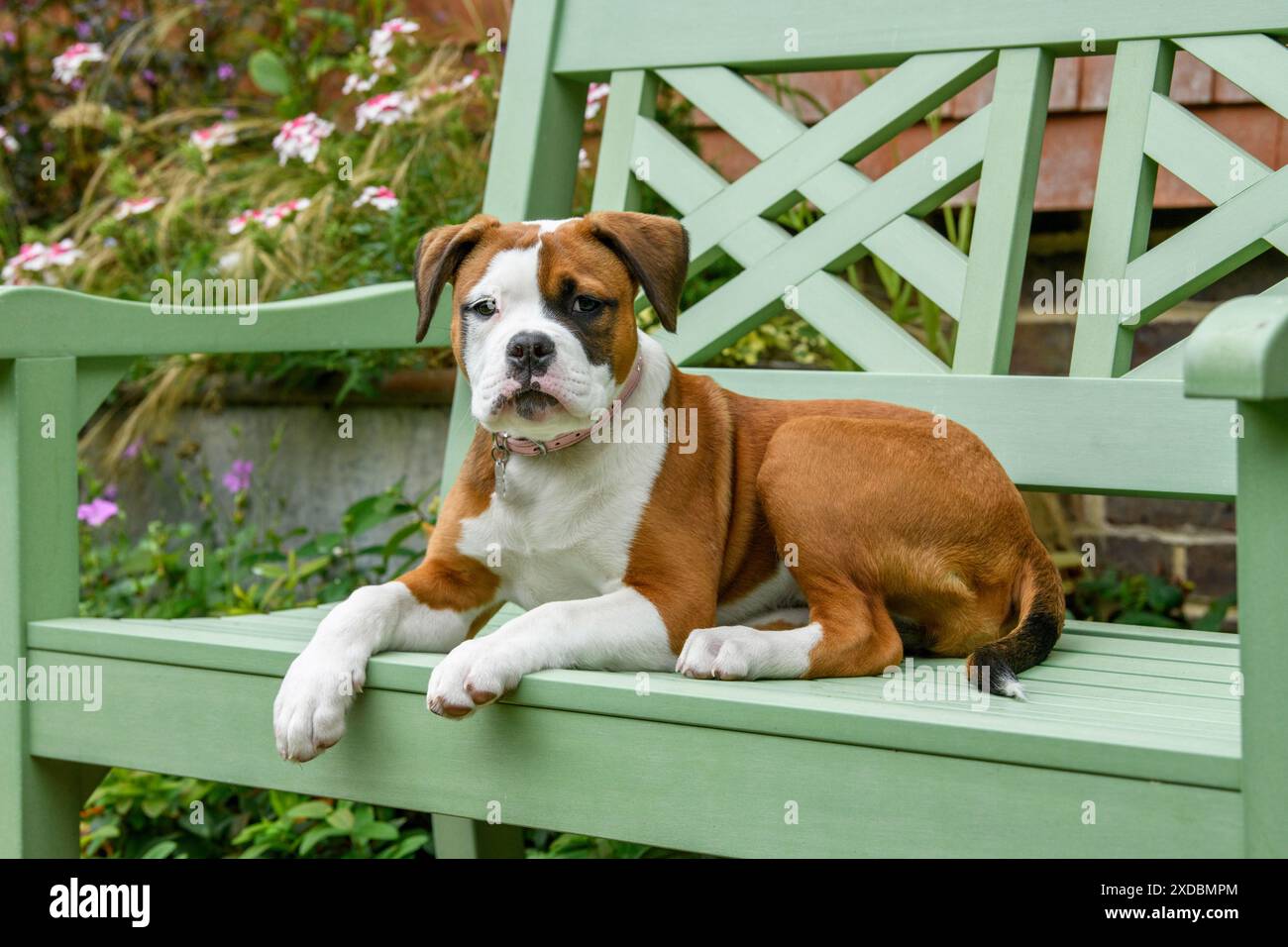 CHIEN. Bulldog X race, chiot de 16 semaines assis sur un gard Banque D'Images