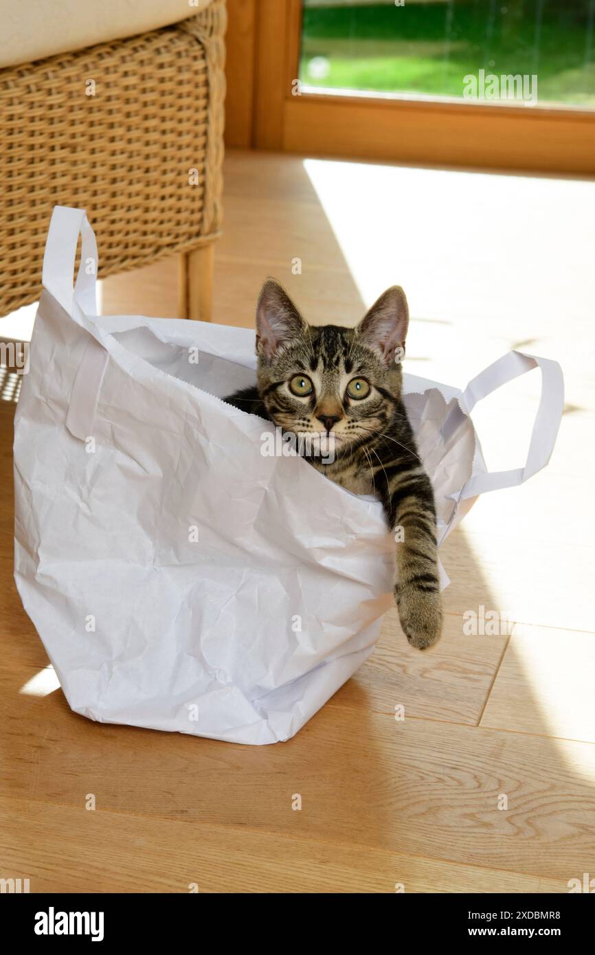 CAT. Tabby chaton 17 semaines, couché dans un transporteur de papier BA Banque D'Images