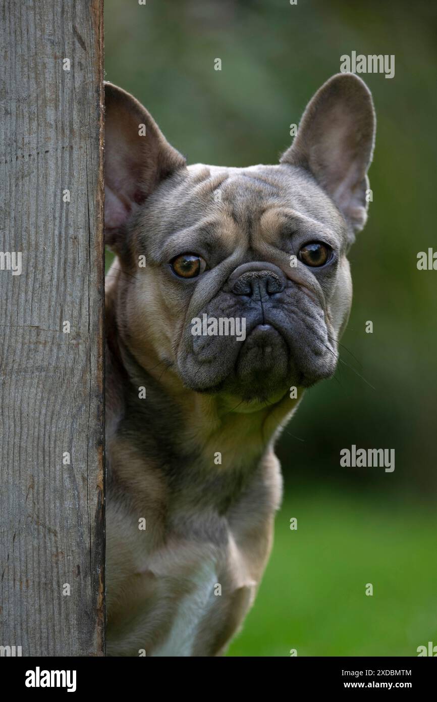 CHIEN. Bouledogue français, assis, regardant autour d'un,. Banque D'Images