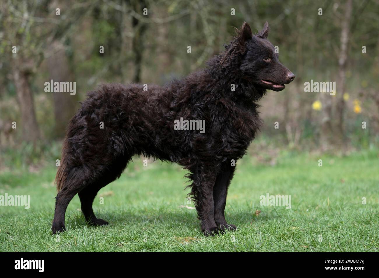 CHIEN. Mudi, debout, pose de spectacle, dans un jardin Banque D'Images