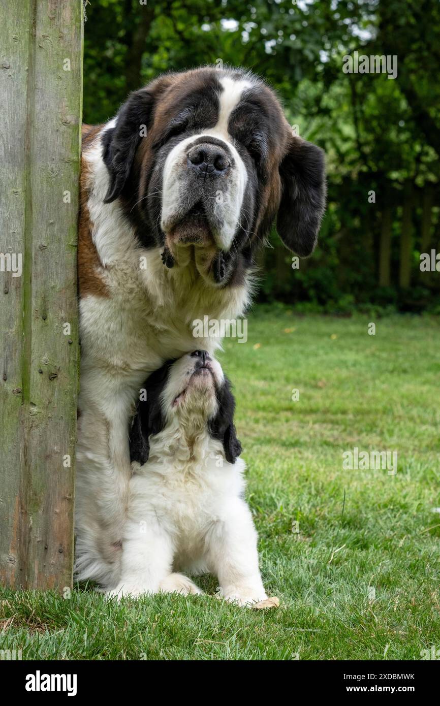 CHIEN. St Bernard adulte avec chiot de 10 semaines Banque D'Images