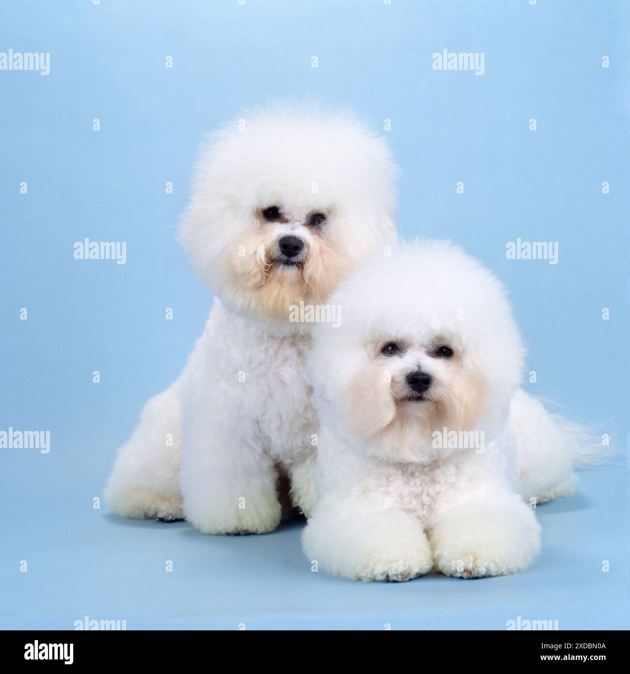CHIEN Bichon Frise - x deux Banque D'Images