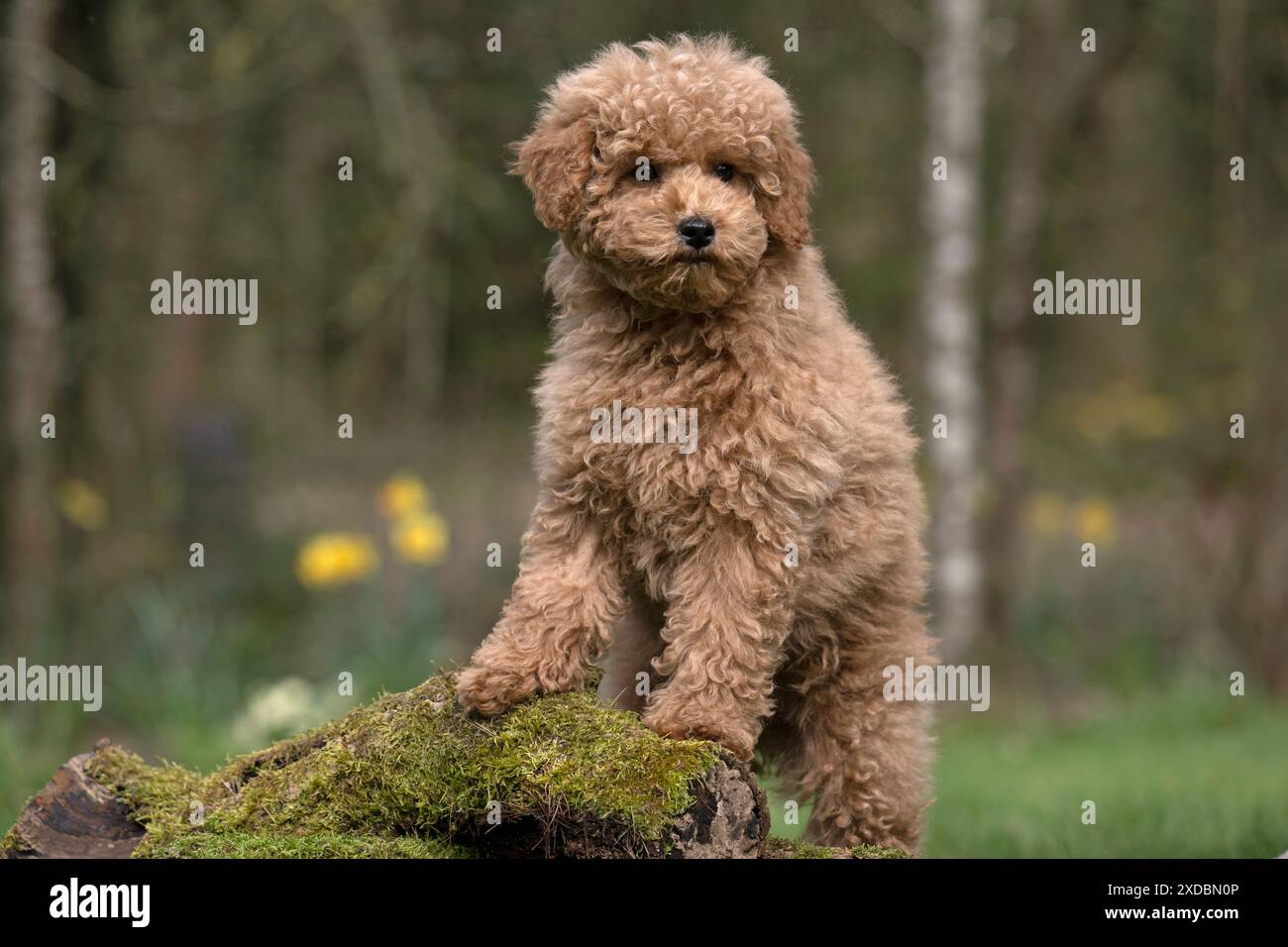 CHIEN, CHIOT, CAVAPOO, 14 SEMAINES, MIGNON, DEBOUT SUR,. Banque D'Images