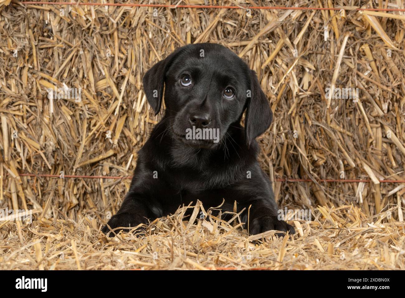 CHIEN. Labrador Retiever, chiot de 8 semaines, (Noir,) ,. Banque D'Images