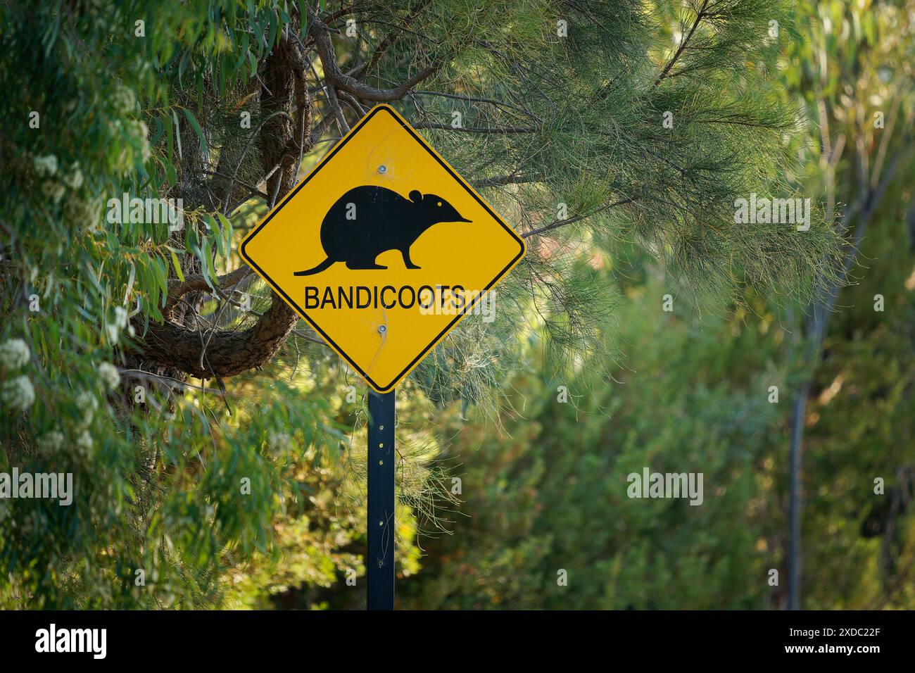 Panneau de signalisation Bandicoot dans le paysage de forêt de montagne australienne. Panneau de signalisation jaune avec la silhouette noire symbole de bandicoot de la faune à Perth Banque D'Images