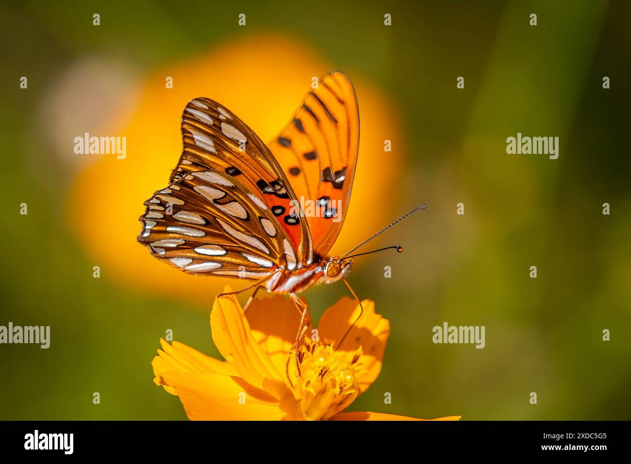 Joli papillon du Golfe Fritillary sur une fleur jaune avec un fond jaune et vert Banque D'Images