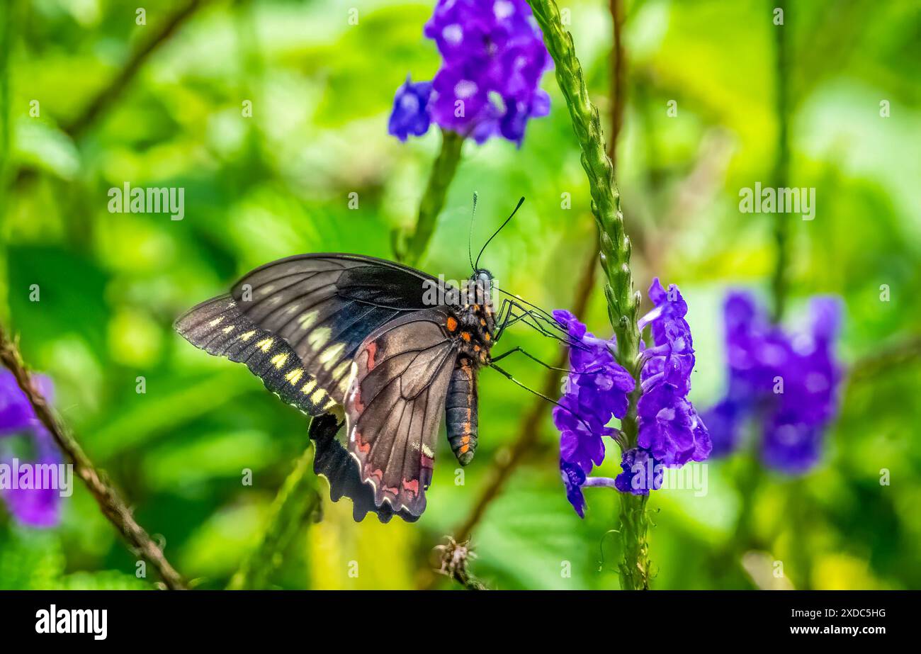 Polydamas Swallowtail également connu sous le nom de Goldrim Swallowtail, Tailless Swallowtail, ou poly sur une fleur de jardin violette avec un fond vert Banque D'Images