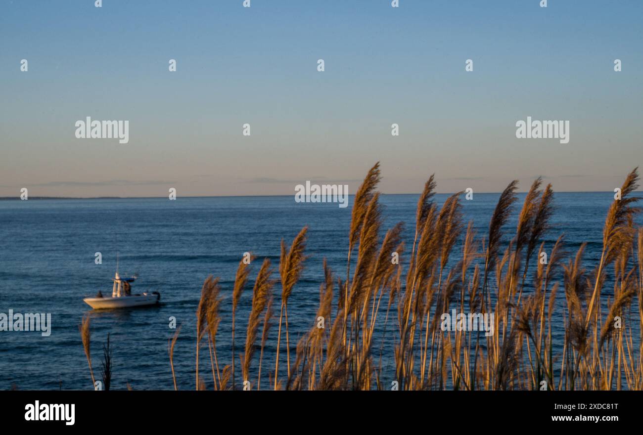 Pêche BlueHour et roseaux d'eau salée Banque D'Images