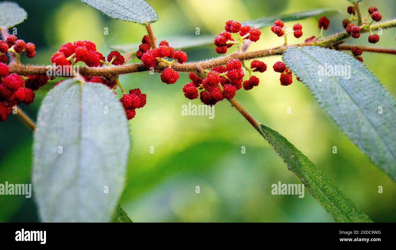 Debregeasy longifolia, Orange Wild Rhea, Haikaeng Thing, Totongoan. Nous pouvons l'utiliser comme plante de survie Banque D'Images