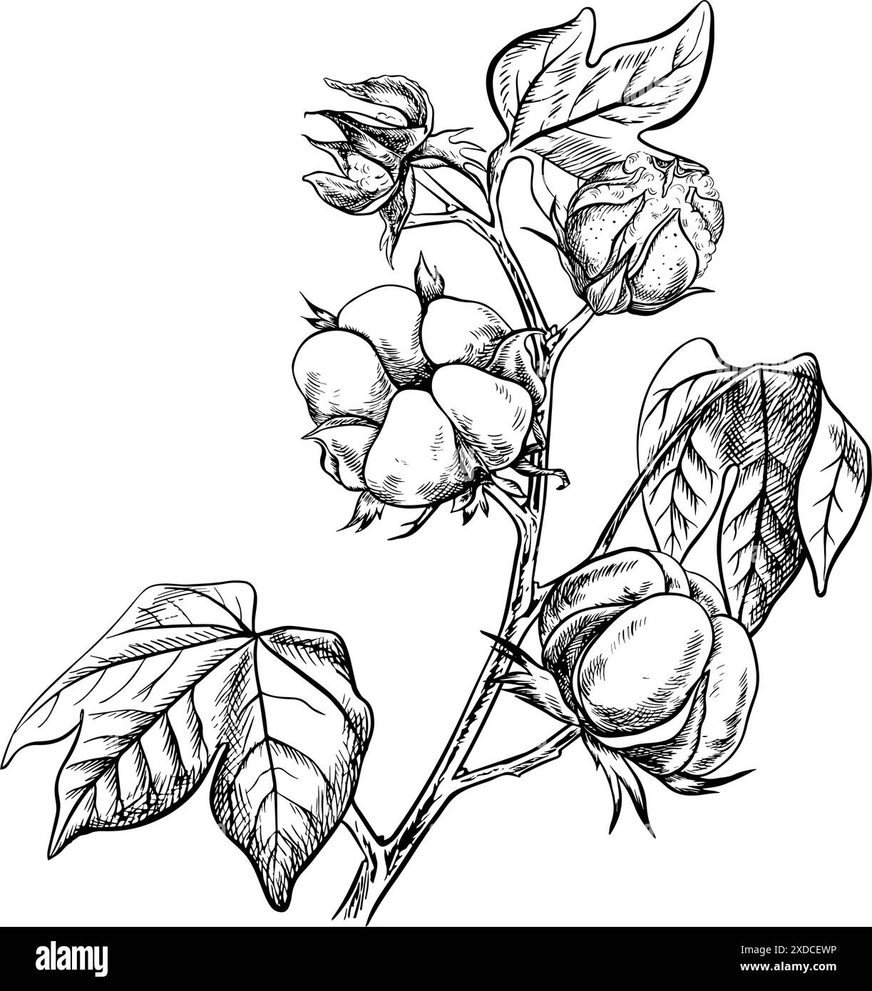 Le coton est biologique. Une branche de coton mûr, soulignant les caractéristiques botaniques. Noir et blanc, détaillé, graphique, illustration vectorielle. Isoler, Illustration de Vecteur