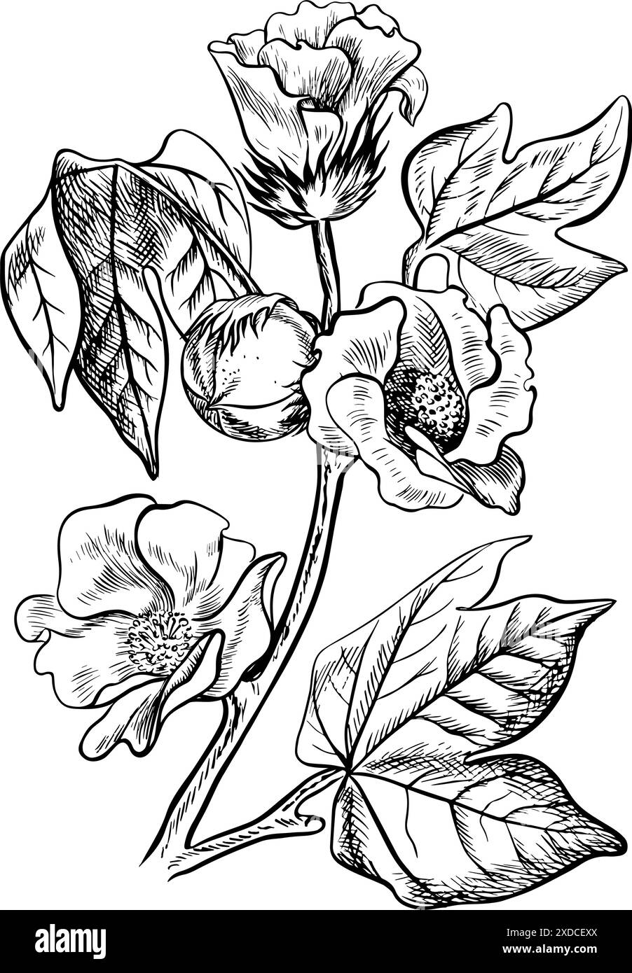 Le coton est biologique. Une branche de coton non mûr avec des fleurs, soulignant les caractéristiques botaniques. Noir et blanc, détaillé, graphique, illustration vectorielle Illustration de Vecteur