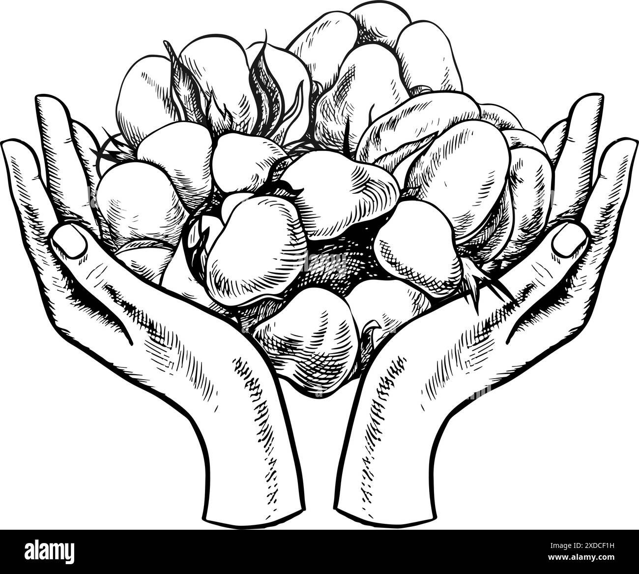 Le coton est biologique. Mains tenant le coton. Illustration vectorielle graphique en noir et blanc sous la forme de belles mains soutenant le coton moelleux mûr. Illustration de Vecteur