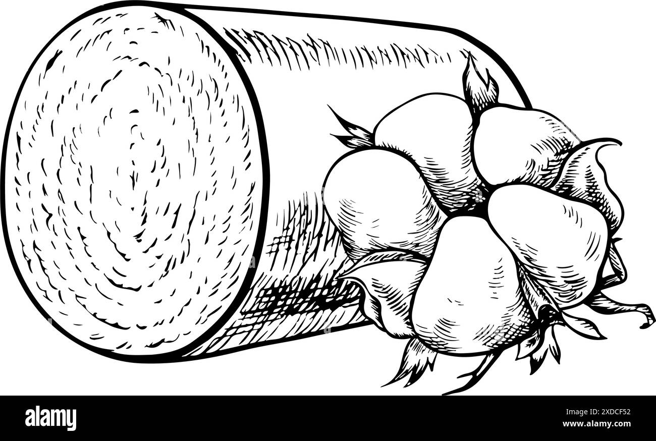 Un rouleau de coton biologique récolté et une boîte de plante de coton. Noir et blanc, détaillé, graphique, illustration vectorielle. Isolez, dessiné à la main sur un bac blanc Illustration de Vecteur