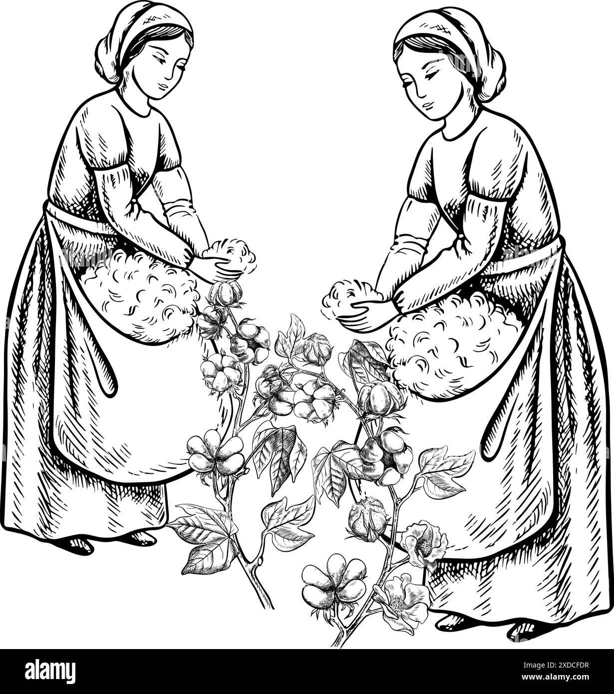 Cueilleurs de coton à la main. Noir et blanc, détaillé, graphique, illustration vectorielle. Belles femmes cueillant le coton de leurs propres mains. Isolez, Hand-dr. Illustration de Vecteur