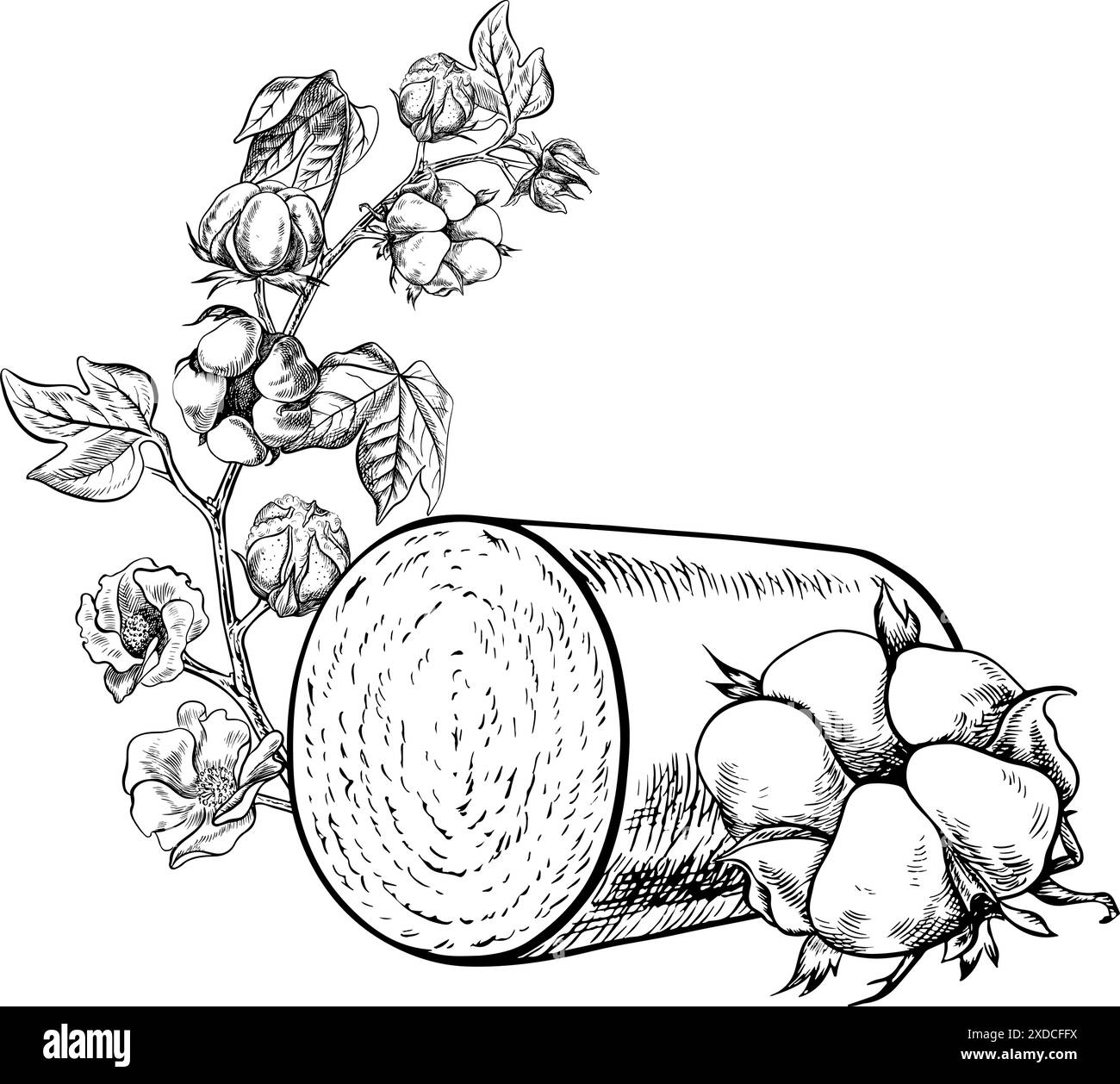 Un rouleau à haut rendement de coton biologique récolté avec des plants de coton. Noir et blanc, détaillé, graphique, illustration vectorielle. Isolez, dessiné à la main sur un wh Illustration de Vecteur