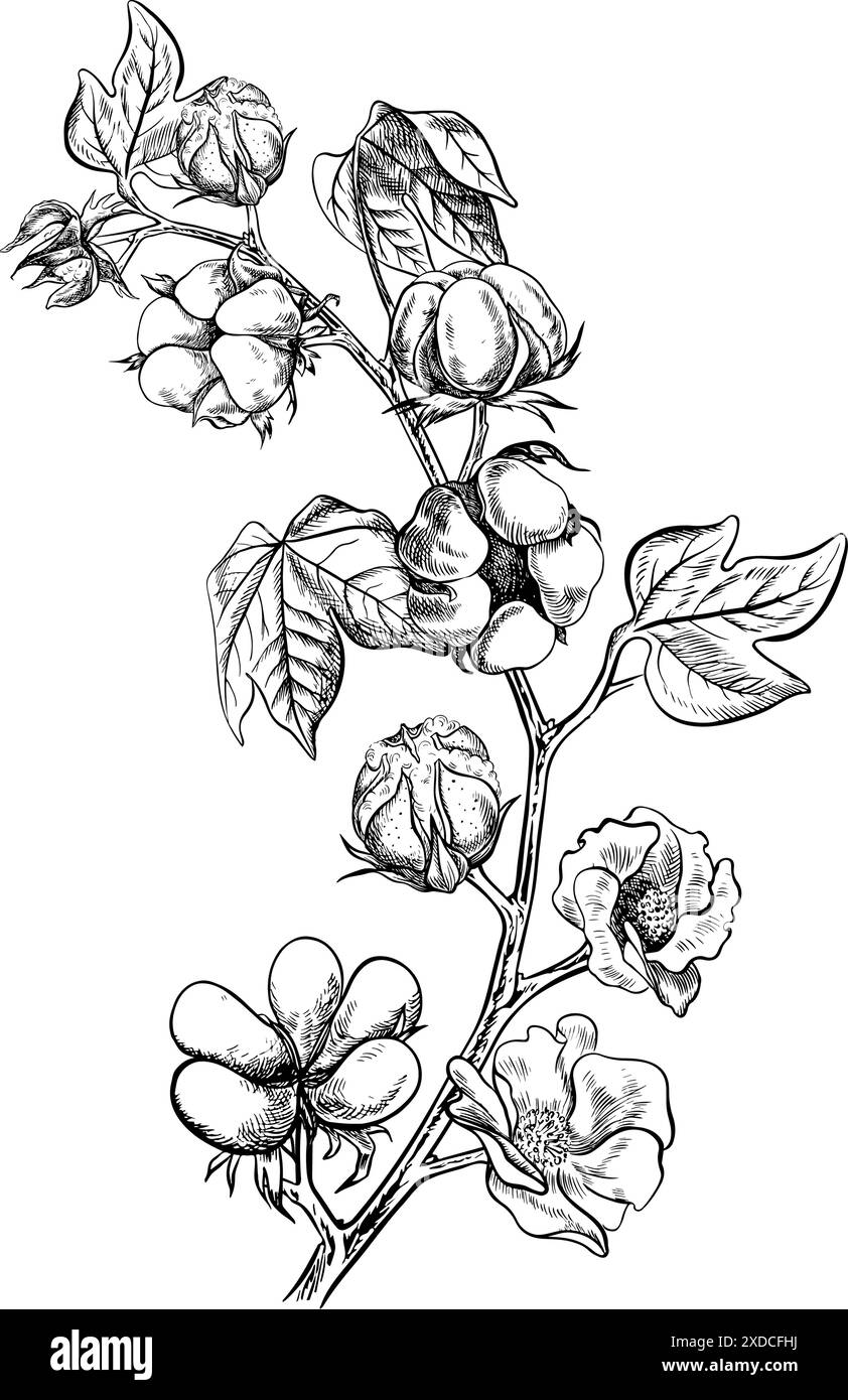 Le coton est biologique. Un brin de coton mûr avec des feuilles et des fleurs qui soulignent les caractéristiques botaniques. Noir et blanc, graphique, illustration vectorielle Illustration de Vecteur