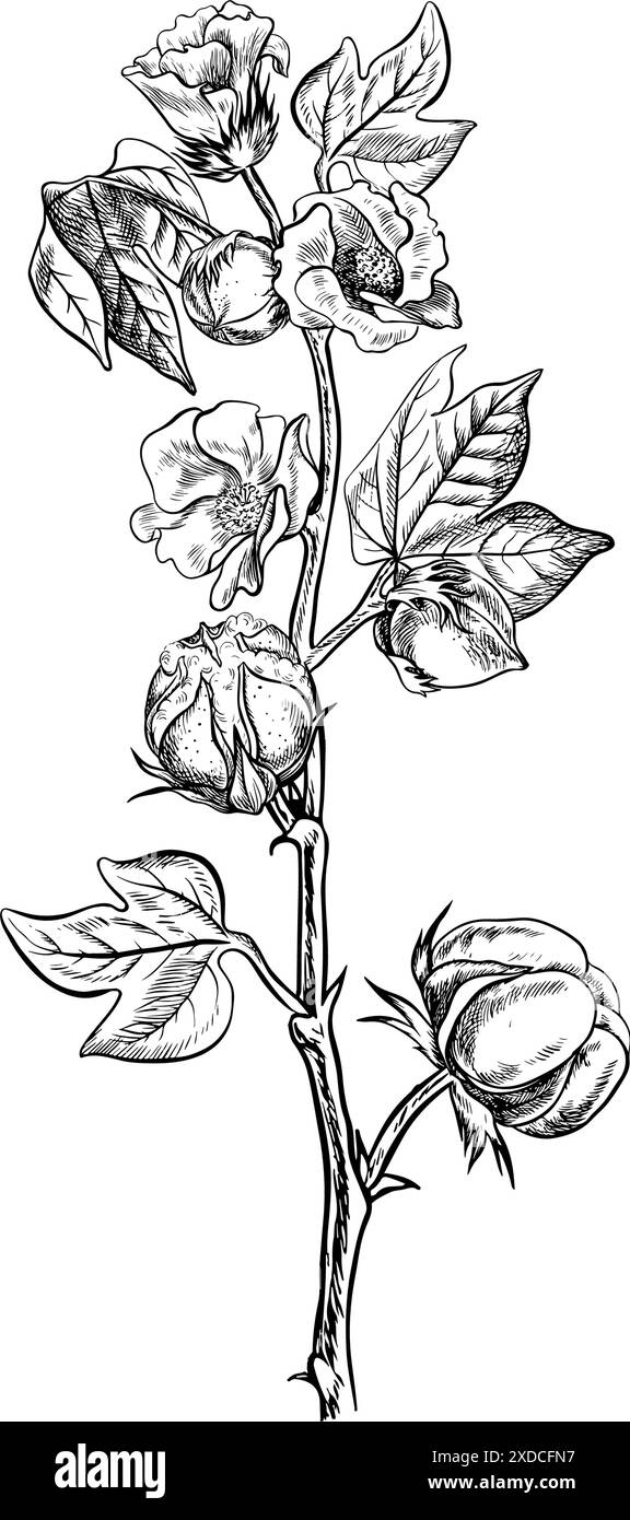 Le coton est biologique. Une branche de coton non mûr avec des fleurs, des feuilles et des bourgeons, soulignant les caractéristiques botaniques. Noir et blanc, détaillé, graphique Illustration de Vecteur