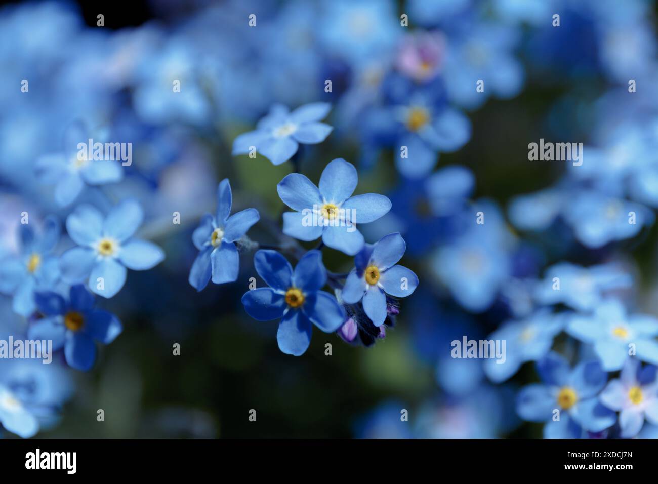 Bleu peu oublie-moi pas les fleurs. Oublie-moi-Nots, Myosotis sylvatica, Myosotis scorpioides. Fond de fleur de printemps. Fleurs sauvages de Myosotis en fleurs Banque D'Images