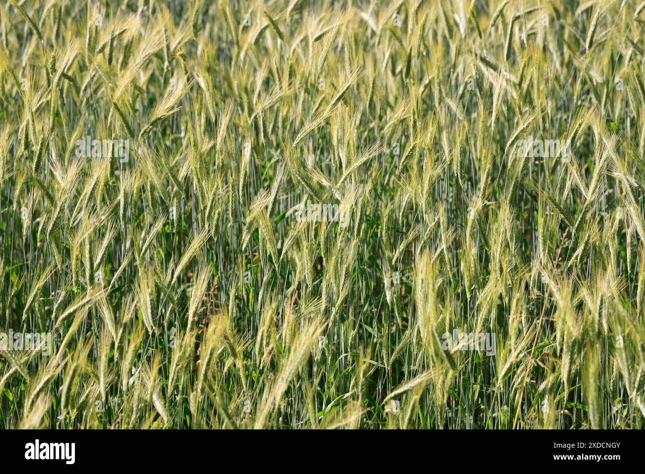 Champ d'orge en Périgord dans le sud-ouest de la France. Orge, céréales, agriculture, alimentation humaine et animale. Périgord, Dordogne, Nouvelle Aquitaine, Franc Banque D'Images