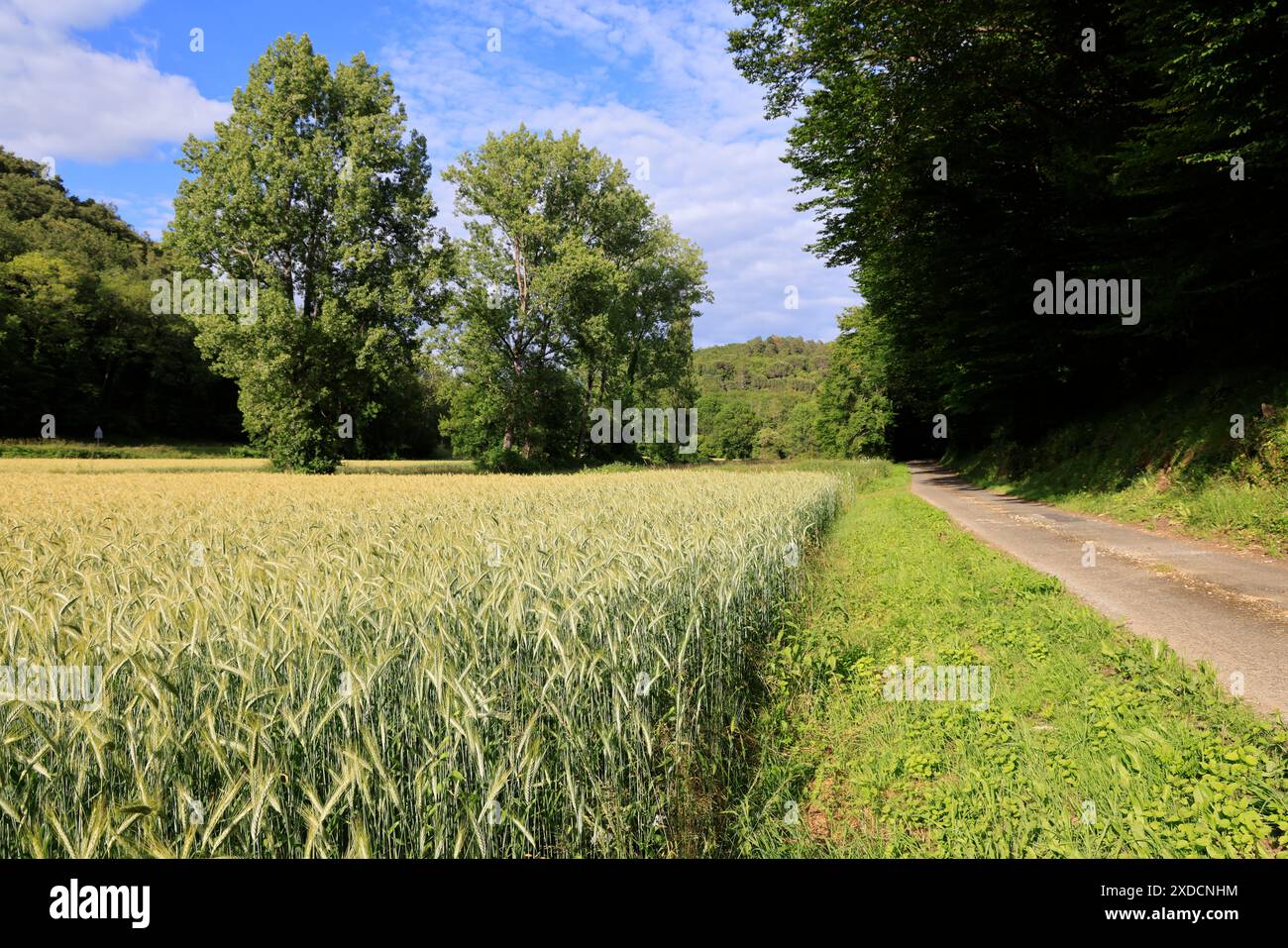 Champ d'orge en Périgord dans le sud-ouest de la France. Orge, céréales, agriculture, alimentation humaine et animale. Périgord, Dordogne, Nouvelle Aquitaine, Franc Banque D'Images