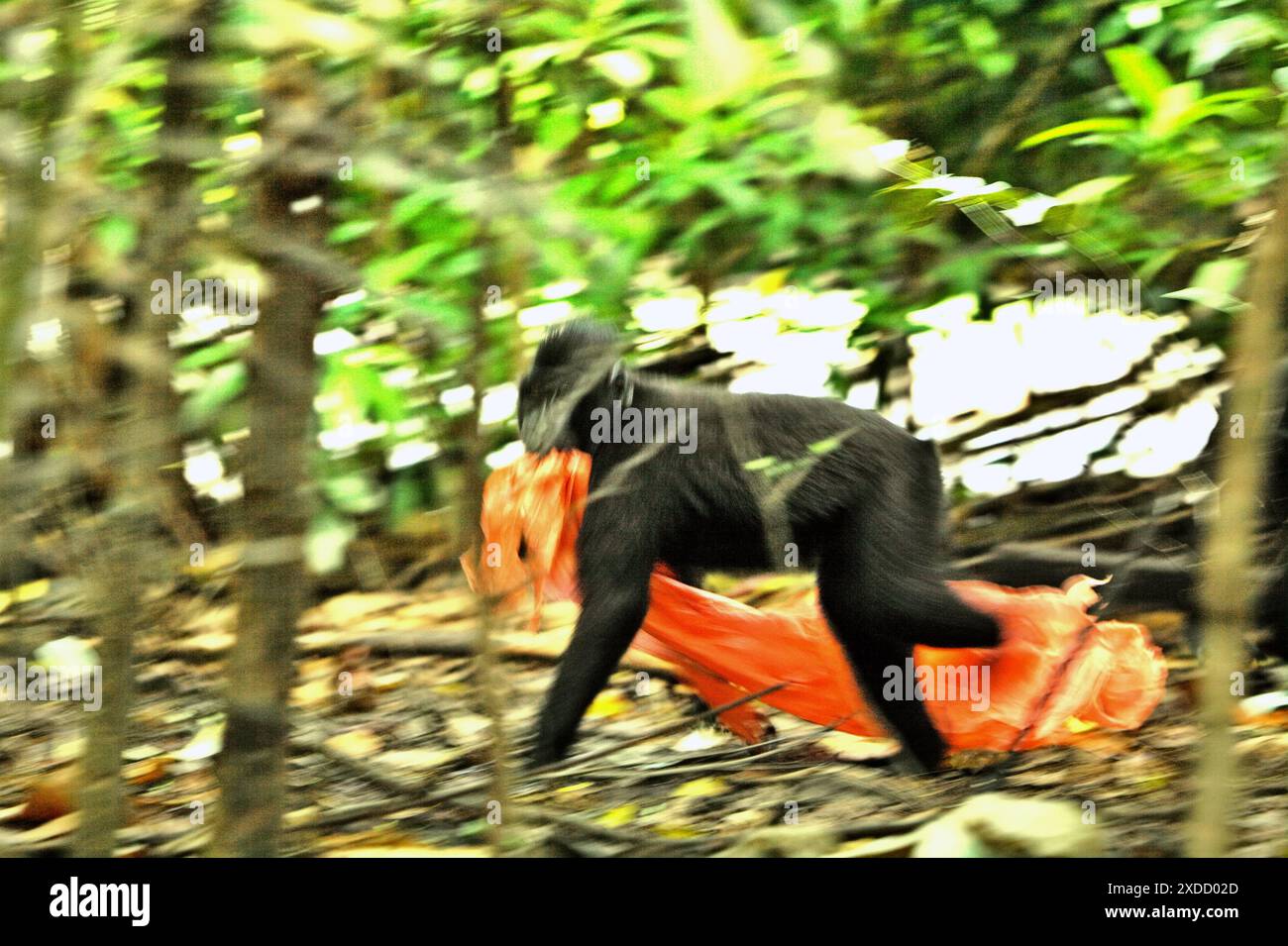 Un macaque à crête noire (Macaca nigra) transporte des déchets plastiques alors que son groupe se nourrit près d’une plage dans la forêt de Tangkoko, dans le Sulawesi du Nord, en Indonésie. Banque D'Images