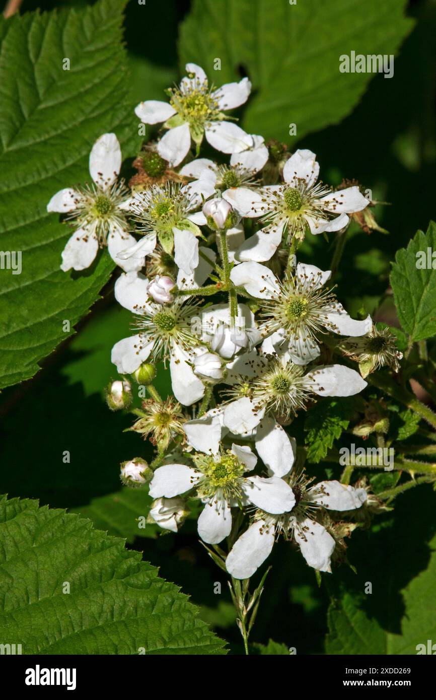 Highbush BlackBerry Banque D'Images