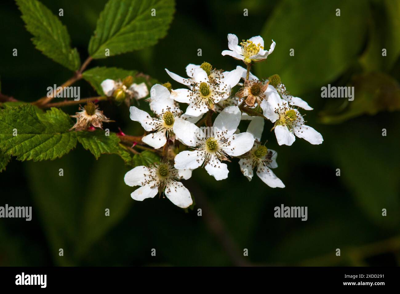 Highbush BlackBerry Banque D'Images