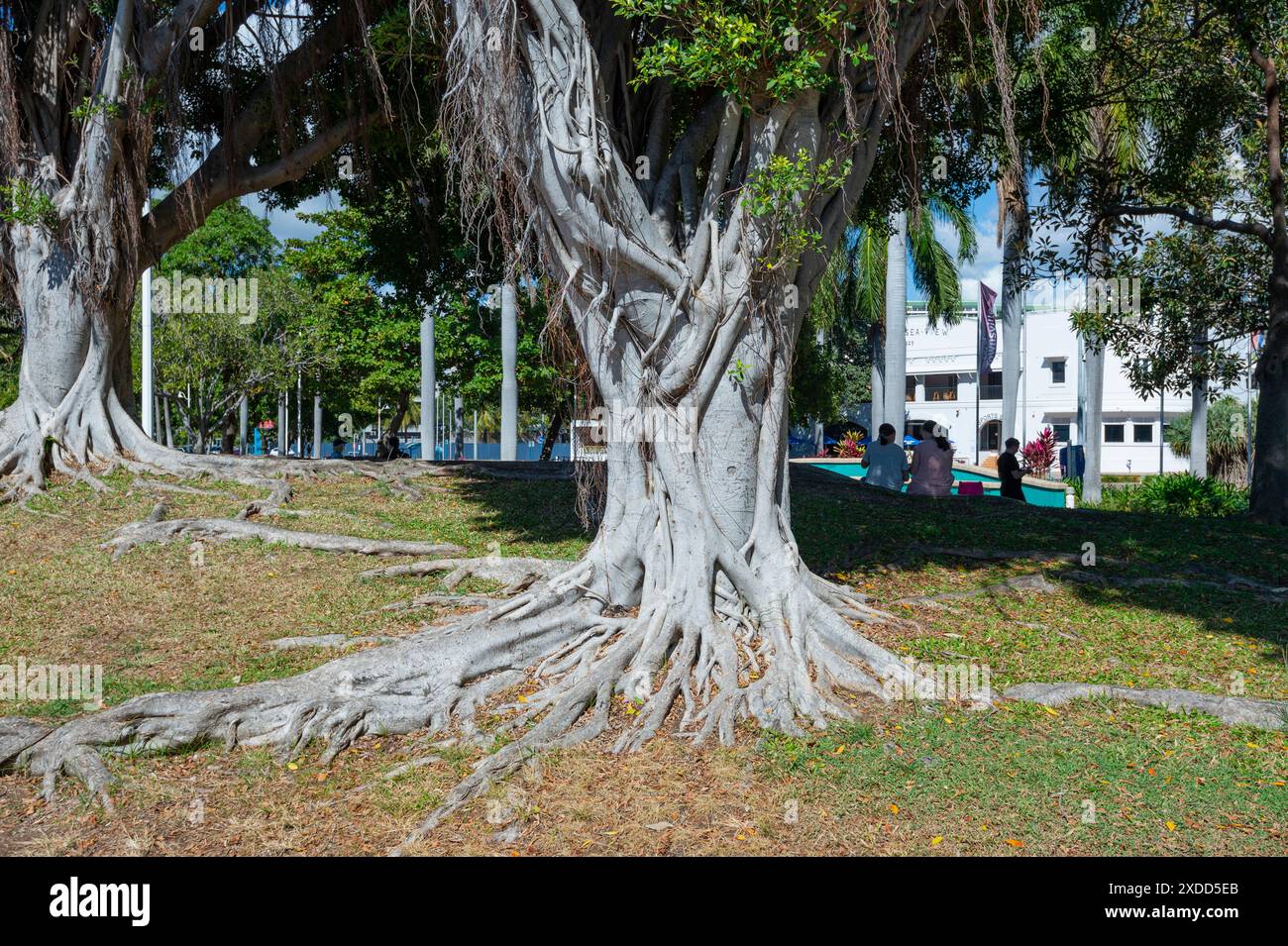 Énorme arbre Banyan avec des racines de contrefort à Strand Park, Townsville, Far North Queensland, FNQ, QLD, Australie Banque D'Images