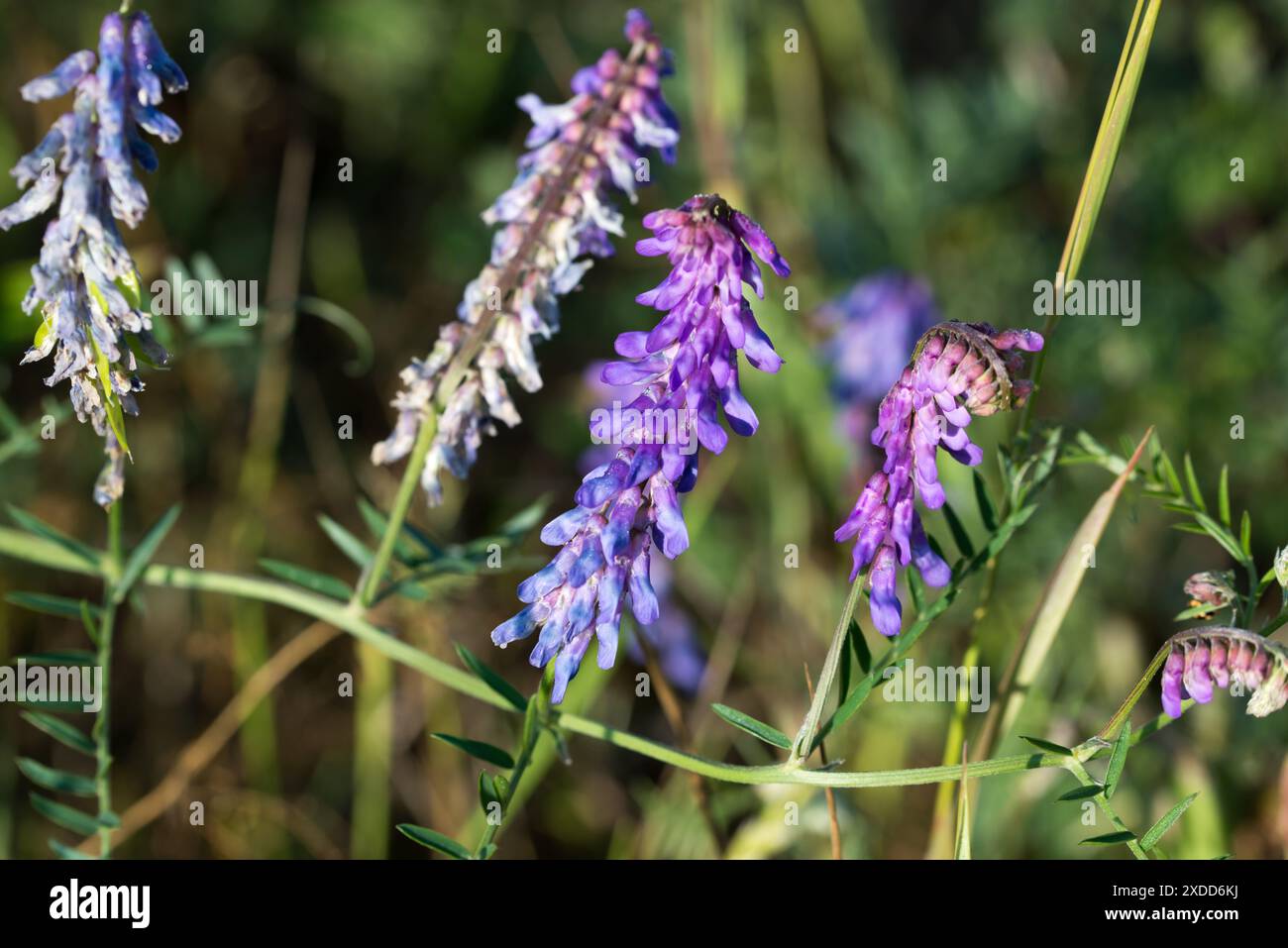Vesce poilue, Vicia villosa violet fleurs de prairie gros plan sélectif Banque D'Images