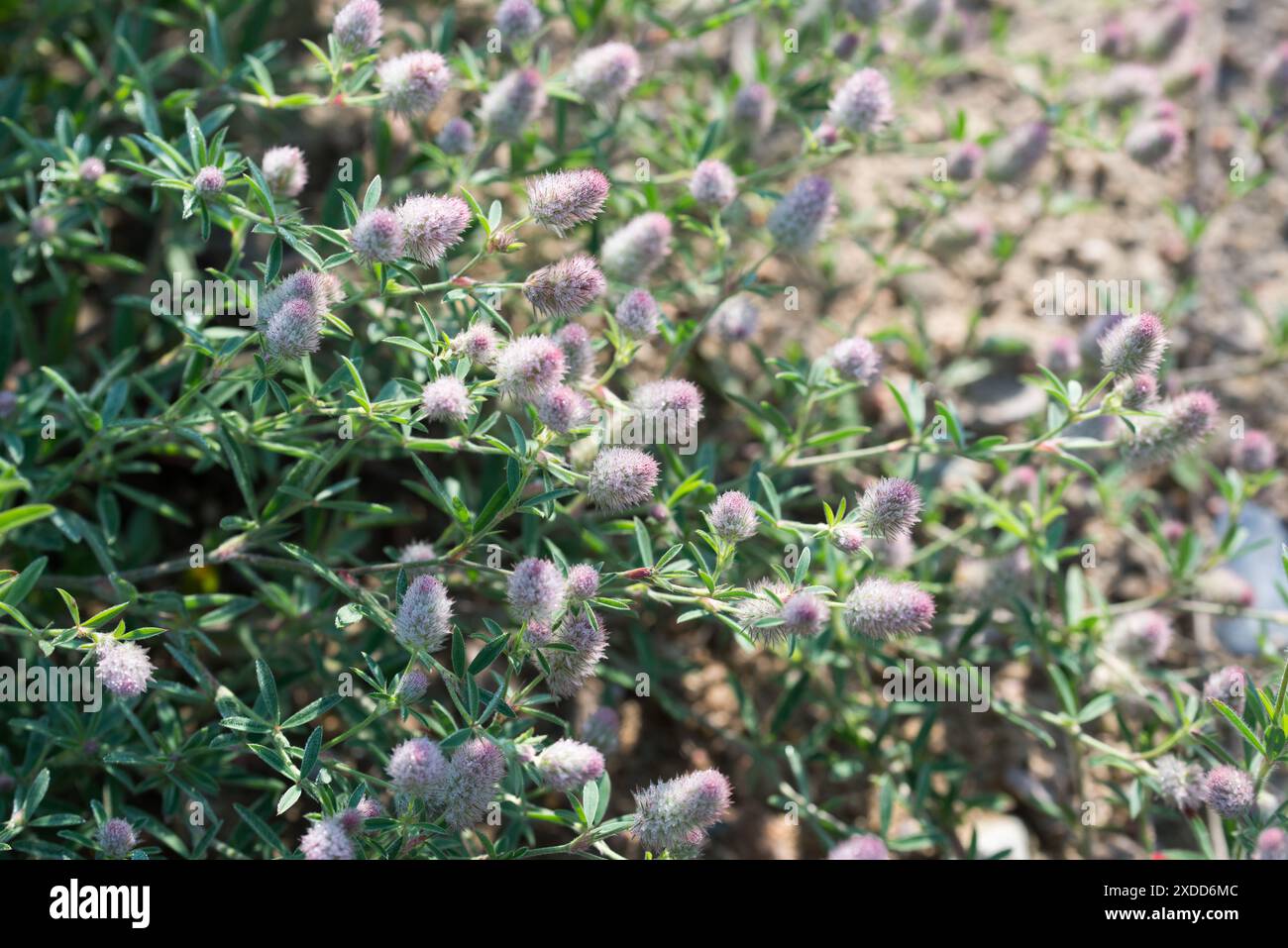 Trèfle pied de lapin, fleurs de Trifolium arvense gros plan sélectif Banque D'Images