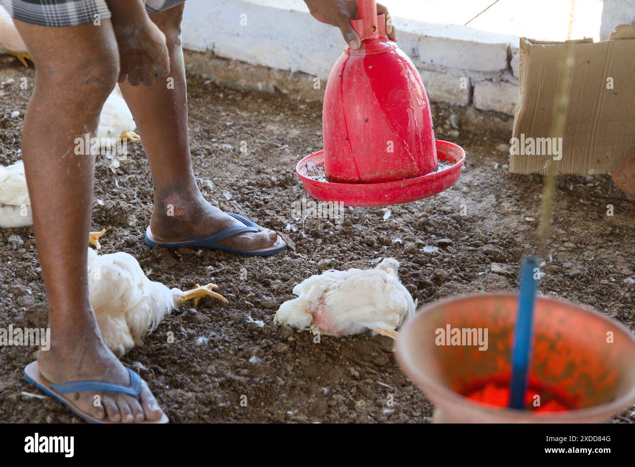 Un poulet fatigué avec des plumes tombantes cherche refuge dans le poulailler en raison de la maladie Banque D'Images