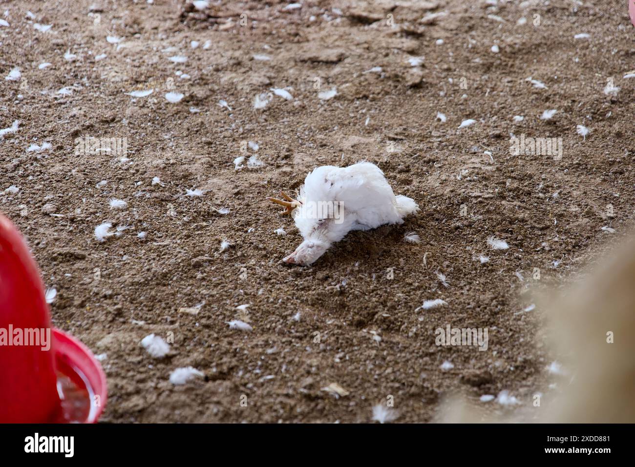 Un poulet malade aux yeux fermés et aux plumes volantes repose seul dans la cour de la ferme. Banque D'Images