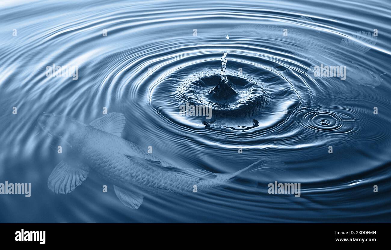 Le poisson koi, symbole de bonne fortune, couple boucle nager dans l'eau bleue et les gouttelettes tombent sur un bel animal aquatique. Banque D'Images