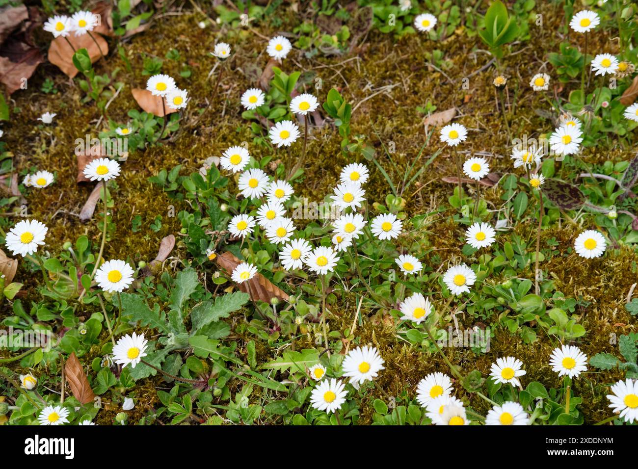 Plantes de Marguerite en fleurs, Bellis perennis, poussant sur un sol mousselé naturel au printemps, Royaume-Uni. Banque D'Images