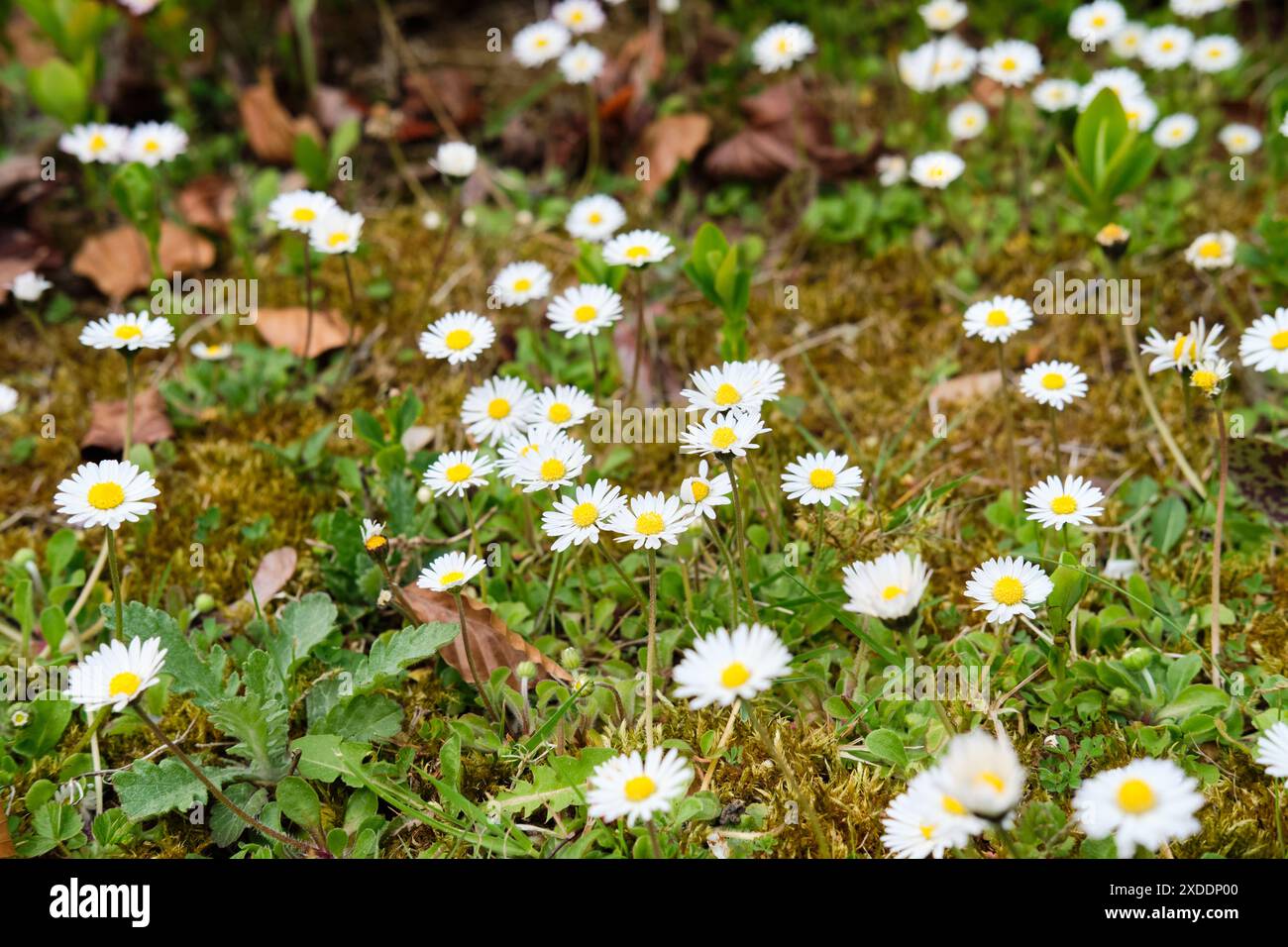 Plantes de Marguerite en fleurs, Bellis perennis, poussant sur un sol mousselé naturel au printemps, Royaume-Uni. Banque D'Images