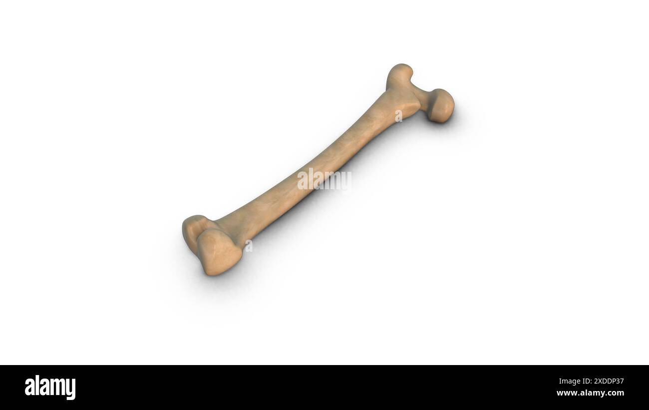 Os fémoral humain isolé sur fond blanc Banque D'Images