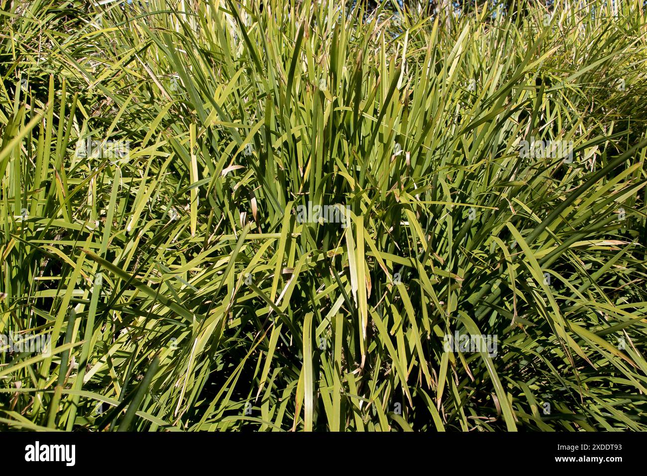 Masse de Lomandra longifolia australienne, Spiny-Head Mat-Rush, basket Grass, planté sur une pente abrupte pour empêcher l'érosion le long de la route dans le Queensland. Banque D'Images