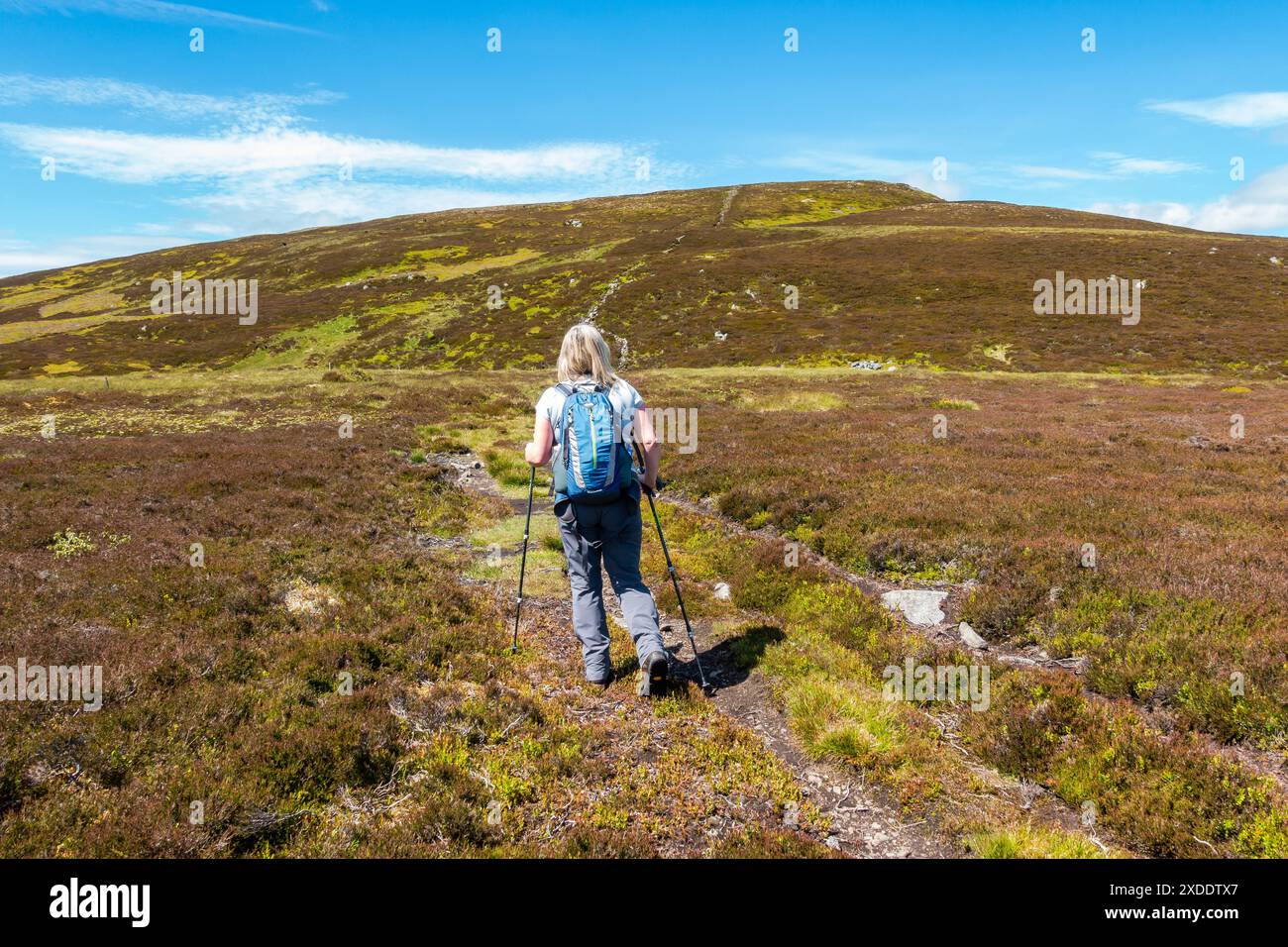 Un marcheur sur le chemin jusqu'à la montagne Corbett de Morven près de Logie Coldstone, Aberdeenshire, Écosse Banque D'Images