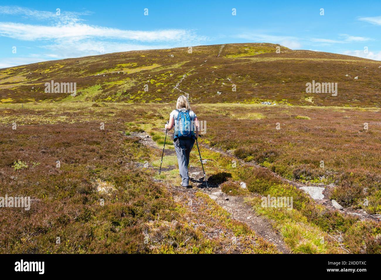 Un marcheur sur le chemin jusqu'à la montagne Corbett de Morven près de Logie Coldstone, Aberdeenshire, Écosse Banque D'Images