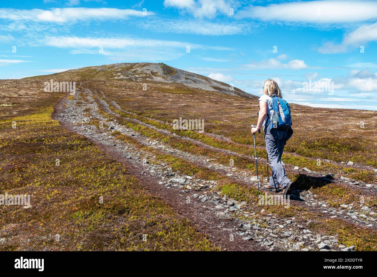 Un marcheur sur le chemin jusqu'à la montagne Corbett de Morven près de Logie Coldstone, Aberdeenshire, Écosse Banque D'Images