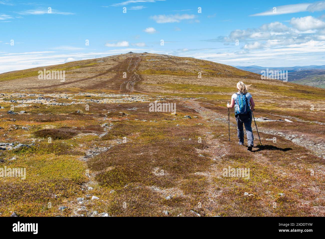 Un marcheur sur le chemin approchant le sommet de la montagne Corbett de Morven près de Logie Coldstone, Aberdeenshire, Écosse Banque D'Images