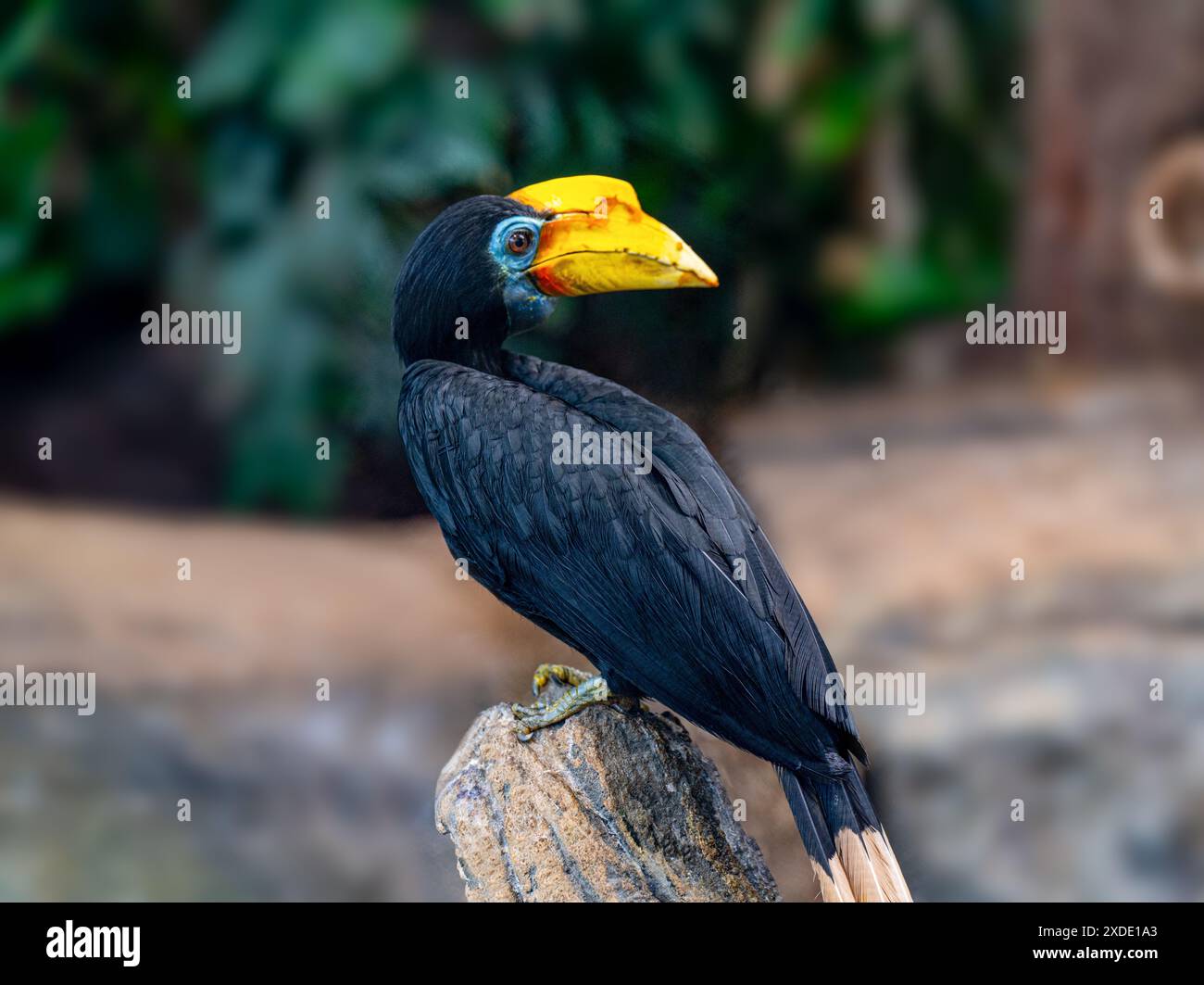 Hornbill ridé, Sunda Hornbill ridé ou Aceros assis sur une branche Banque D'Images