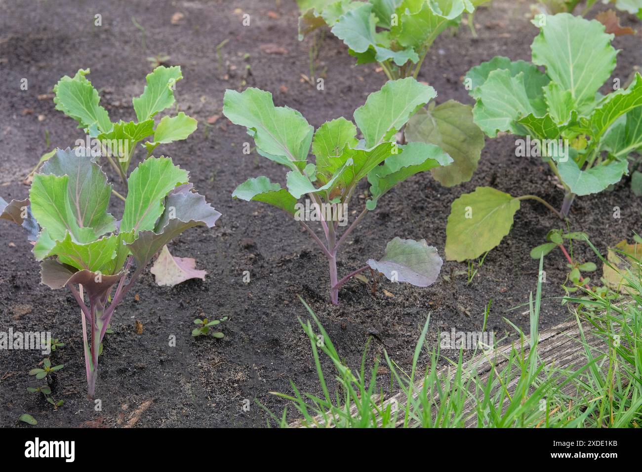 Les semis de chou sont plantés dans le jardin du village. Culture de légumes dans le jardin de la ferme. Banque D'Images