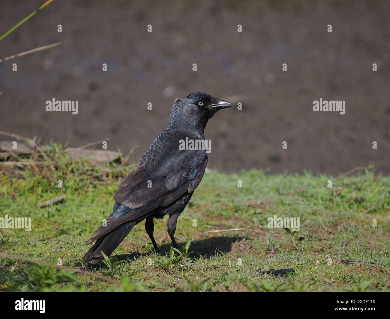 Les Jackdaws se nourrissent de nombreux invertébrés sur les terres agricoles, ou ici sur un pâturage inondé. Banque D'Images