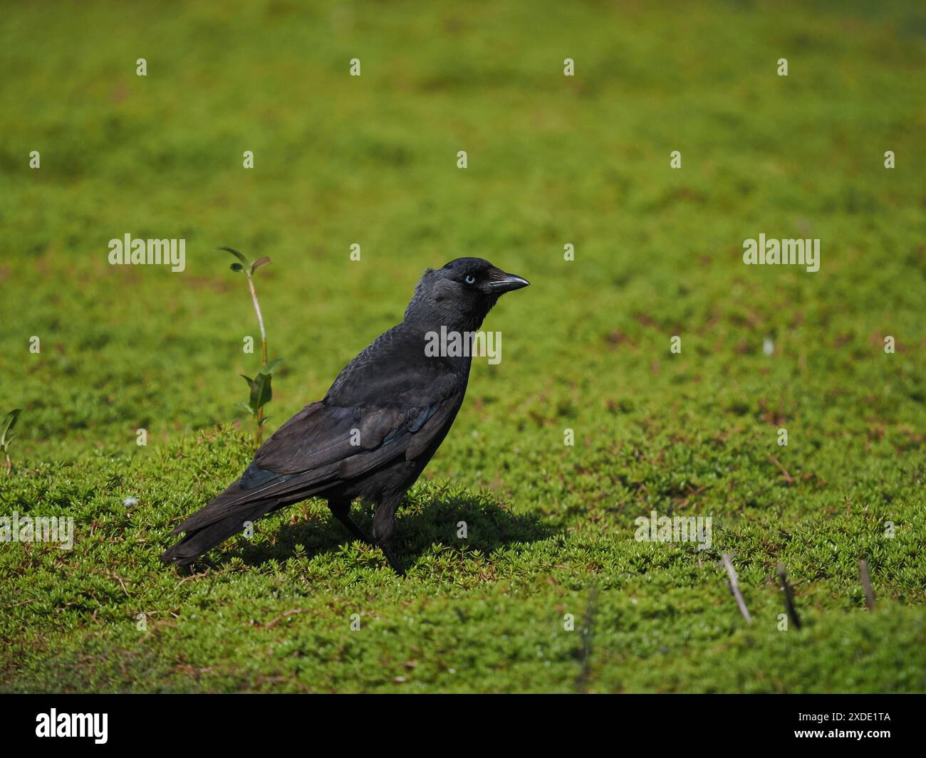 Les Jackdaws se nourrissent de nombreux invertébrés sur les terres agricoles, ou ici sur un pâturage inondé. Banque D'Images
