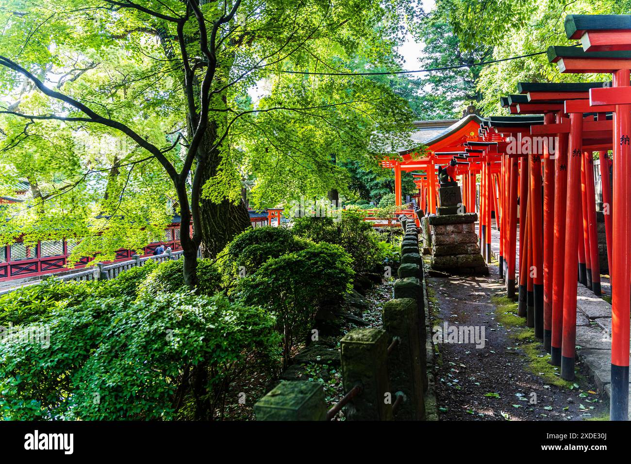 Sentier du grand torii rouge à Nezu Jinja, un sanctuaire shinto établi à l'époque Tokugawa et situé dans le quartier Bunkyō de Tokyo, au Japon Banque D'Images